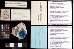 Foto (Objekt + Etiketten) von Bullariscus arcuotorus (Robins, Feldmann & Schweitzer, 2013) 